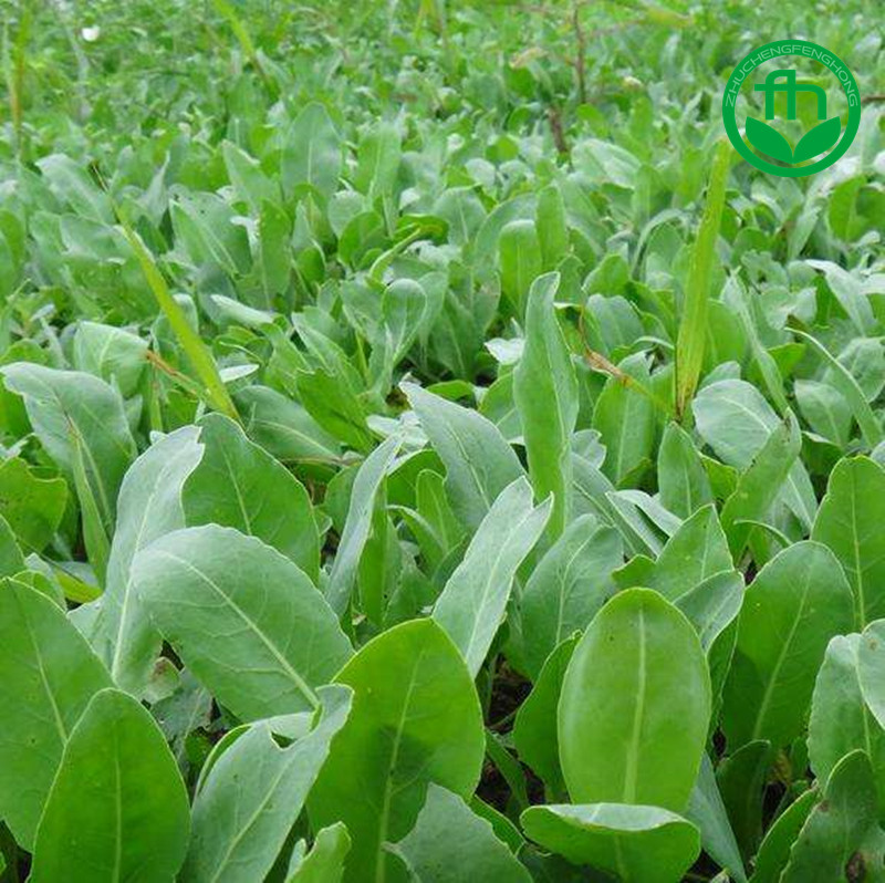 野菜板蓝根种子可食用做汤春夏四季蔬菜种籽特菜管理简单阳台盆大叶