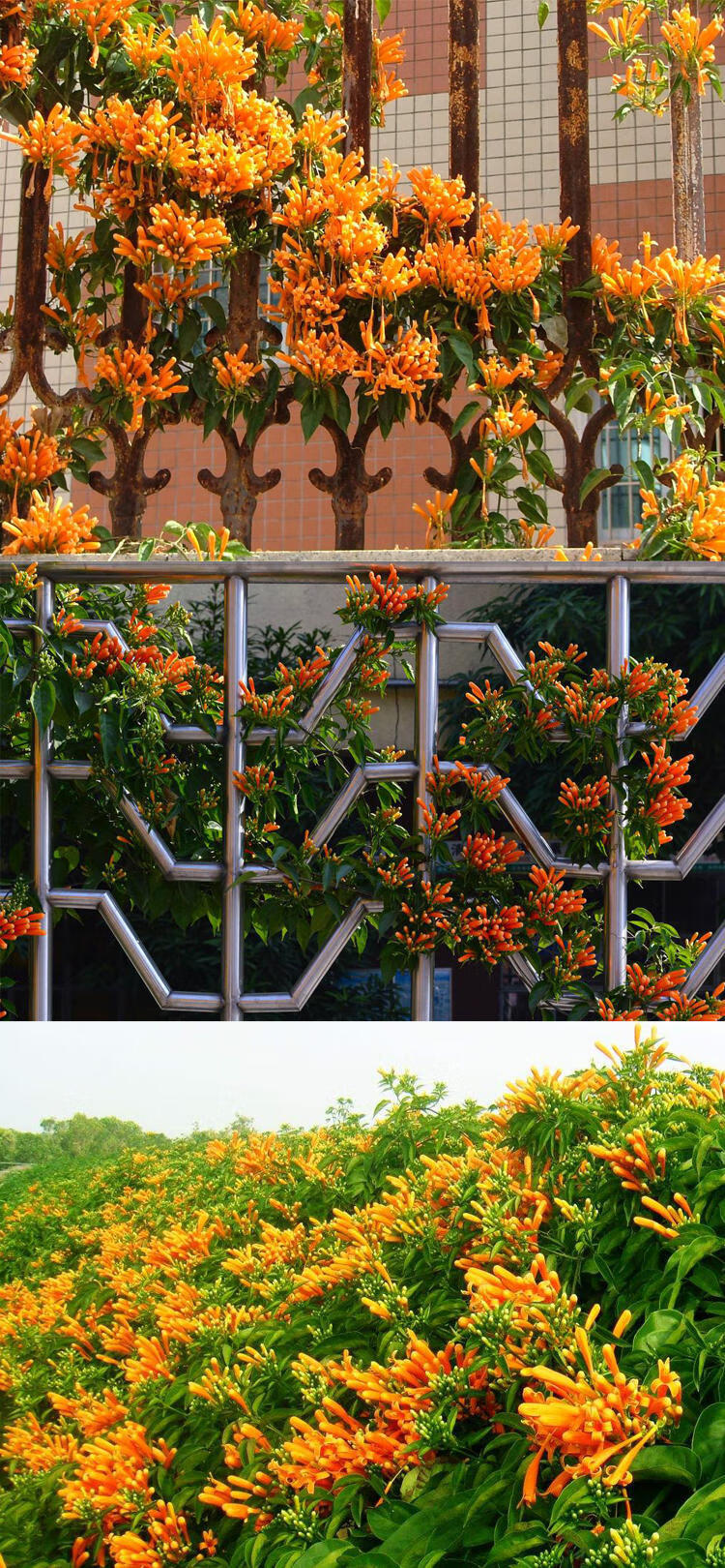 攀爬植物鞭炮花苗油麻藤炮仗花苗攀援花卉红爆竹花围墙花四季常青4年