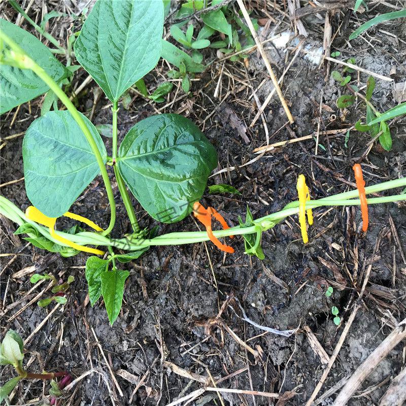 元井汇草莓西瓜甜瓜叉子育苗压蔓器压苗叉藤蔓植物固定器 压蔓生根