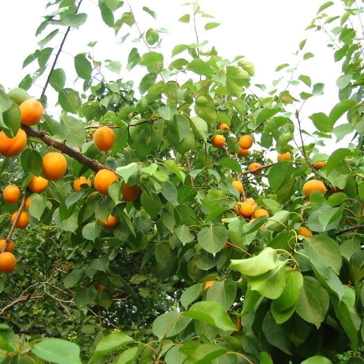野生山杏种子苦杏仁仁用杏种子 杏树种子 林木种子杏树子 半斤种子()