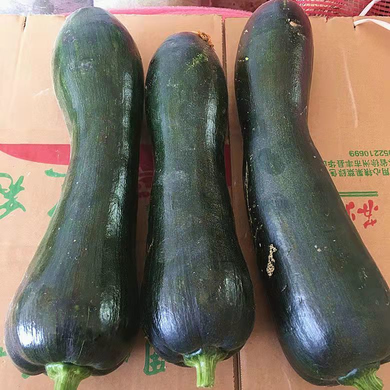 情人节礼物送男友送女友嫩新鲜河北农家当季青皮黑皮嫩老长长北瓜2斤
