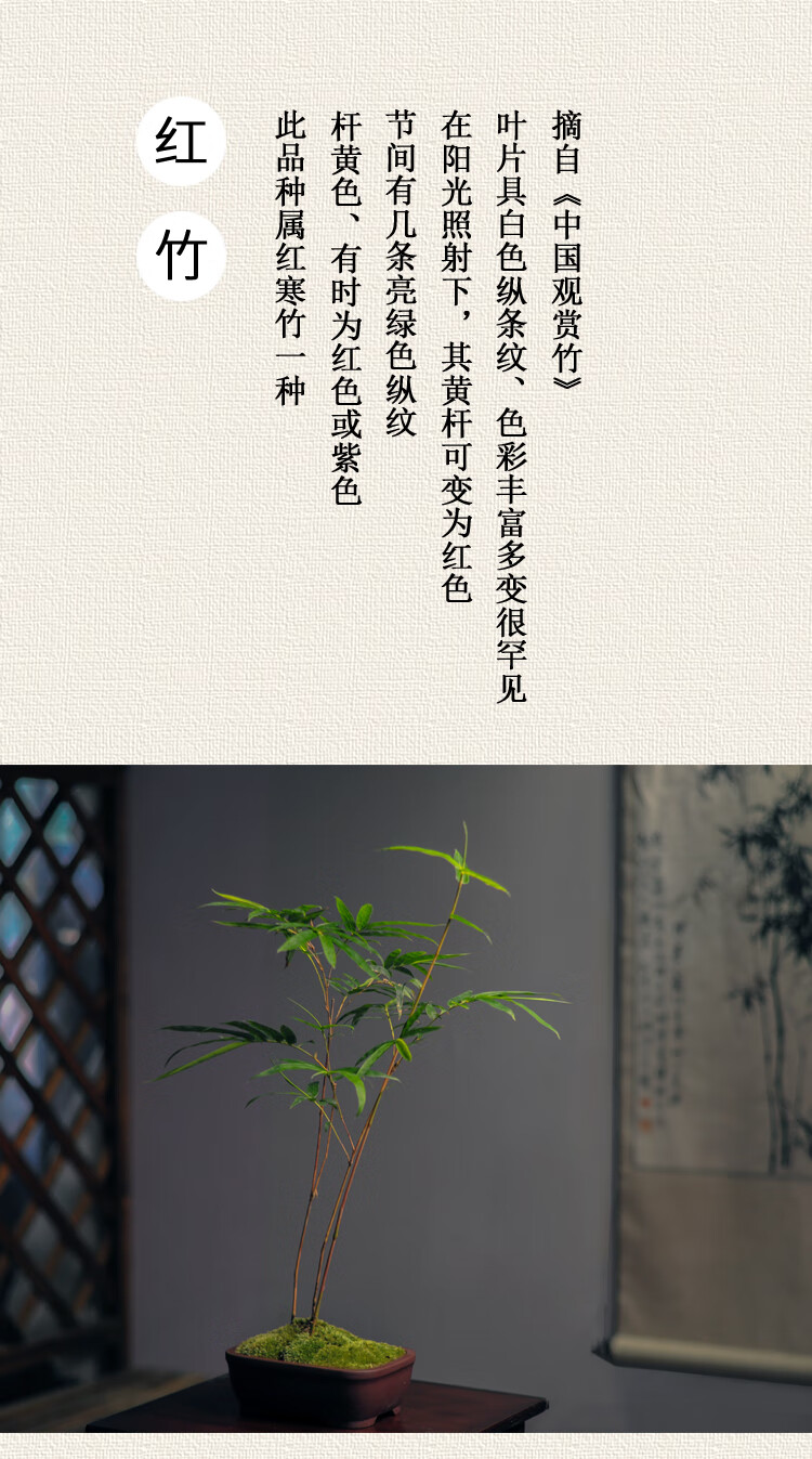 红竹红寒竹红观音竹桌面盆栽绿植花叶寒竹书房竹盆景庭院阳台竹苗红竹