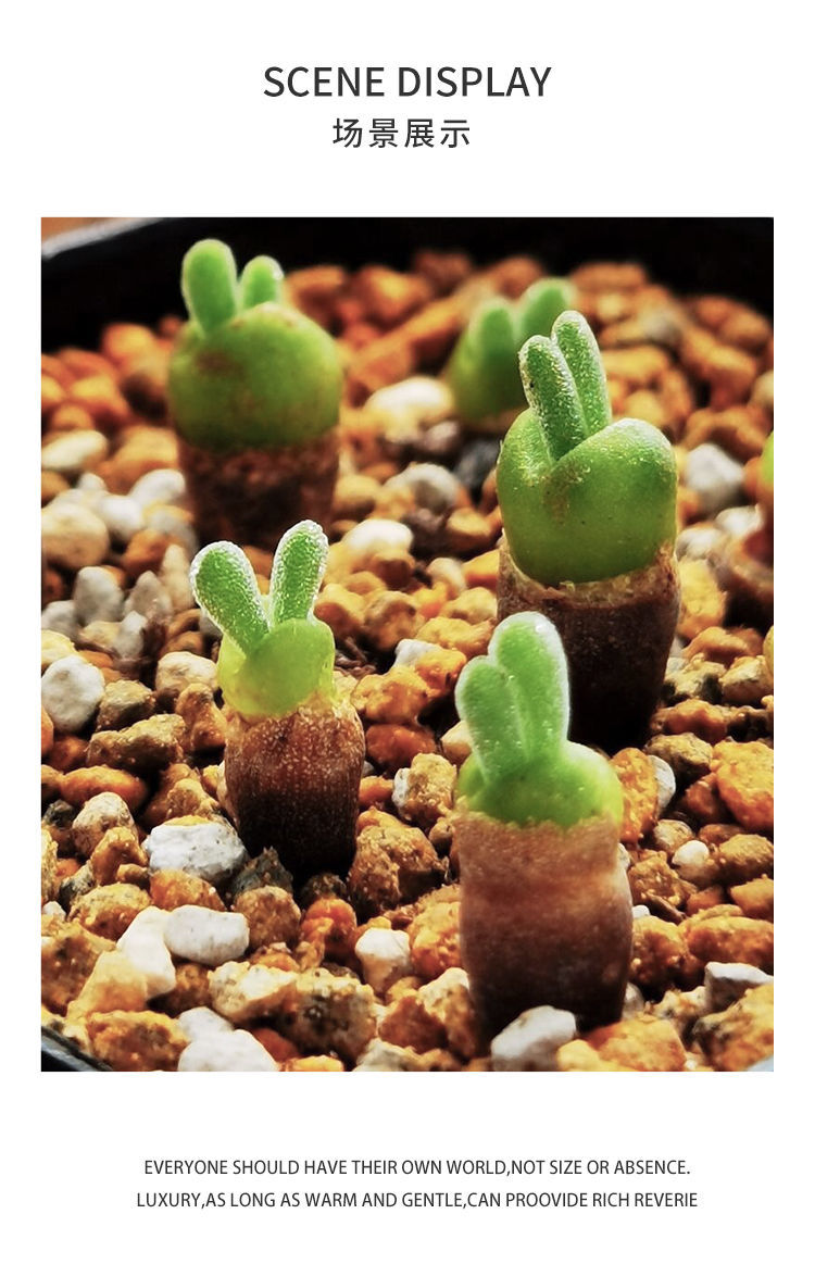 卉双萌萌哒碧光环小兔子带耳朵带球茎多肉植物多肉老桩绿植盆栽花卉单