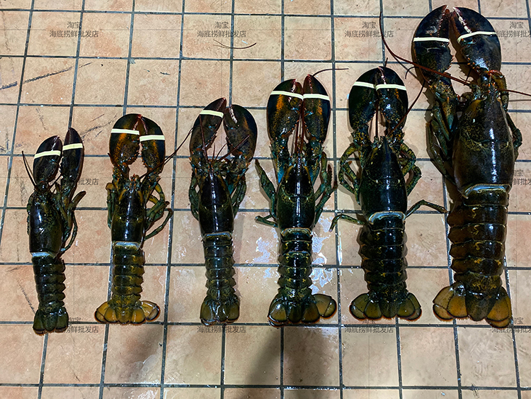 波士顿龙虾特大5斤15斤波龙海鲜水产加拿大进口鲜活澳洲大龙虾1500g
