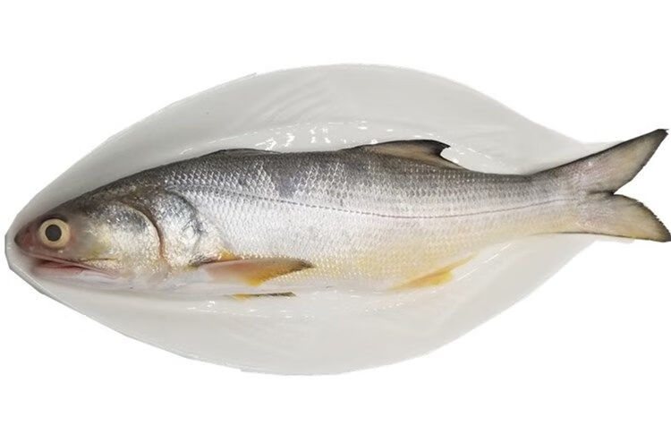 海捕午鱼马友鱼深海水产新鲜急冻午笋鱼肉质鲜美细嫩 姬美食尚 3斤(3