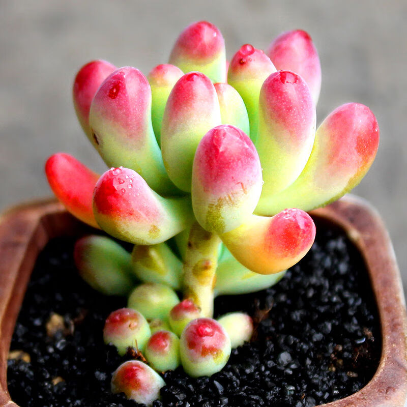 状态果冻乙女心老桩多肉植物多头室内盆栽肉肉花卉盆栽绿植 5棵果冻