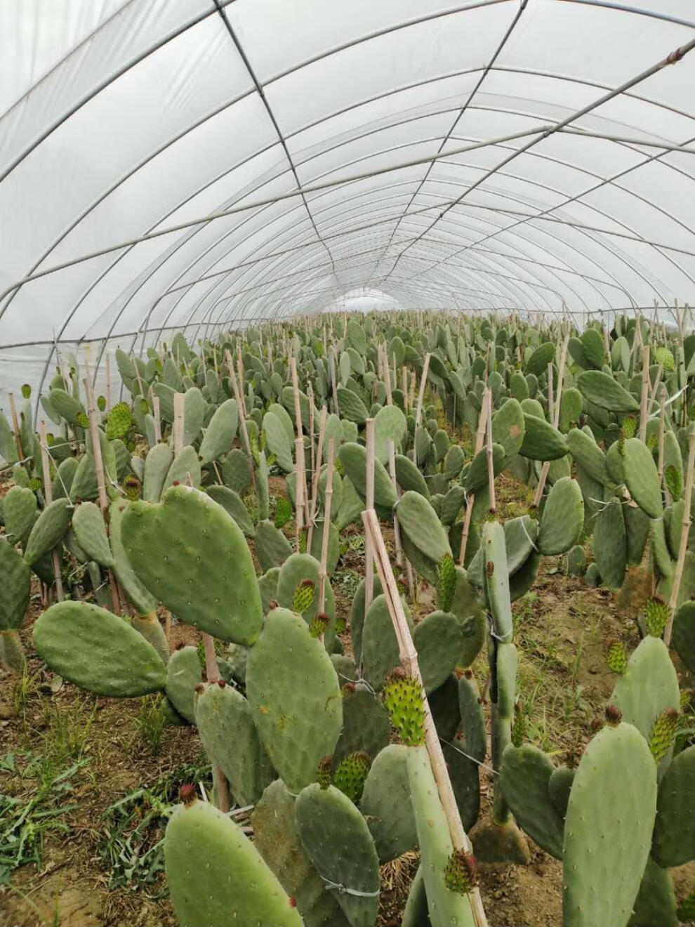 仙人掌药用墨西哥米邦塔仙人掌美容食用仙人掌嫩片老叶片种植仙人掌