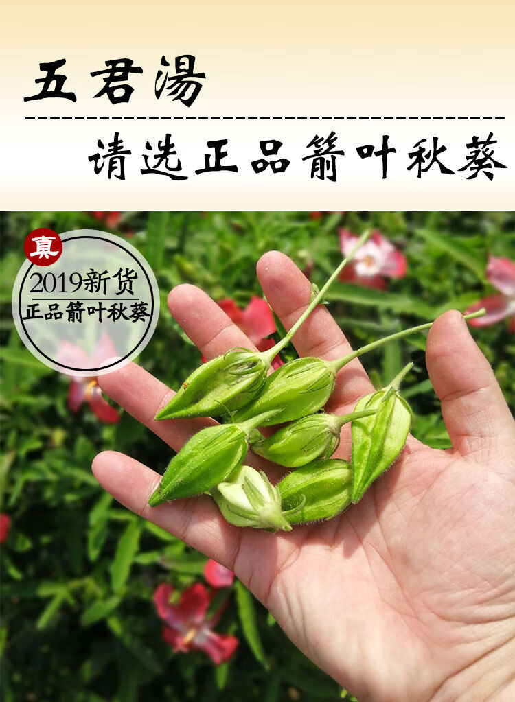 正宗箭叶秋葵五指山参果干茶剑叶秋葵红花马宁果番石榴茶果五君汤3