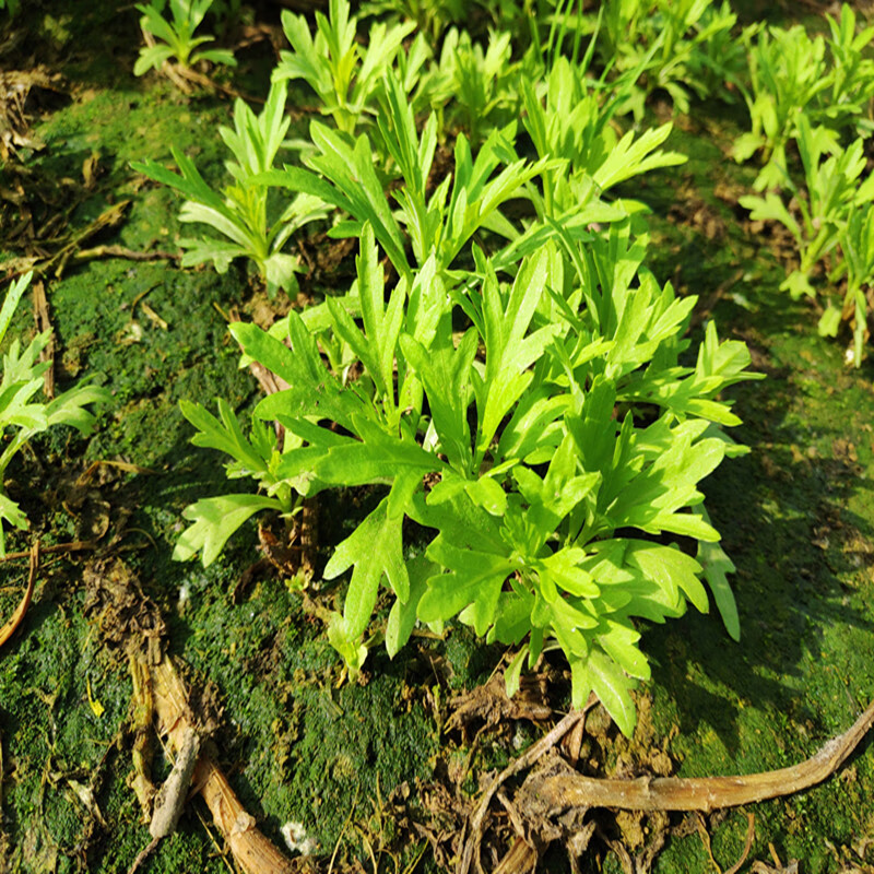 新鲜现割现发 江西鄱阳湖藜蒿芦蒿黎蒿蔬菜 去根带叶 3000g