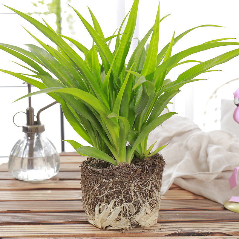 伟伟大金边金心吊兰植物室内垂吊水培绿植盆栽花卉四季金边吊兰一盆3