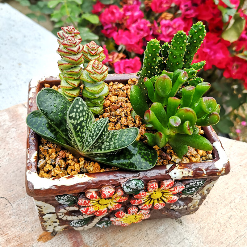 摇钱树多肉植物吸财树钱串元宝肉肉彩扇办公室桌面组合盆栽进宝4颗