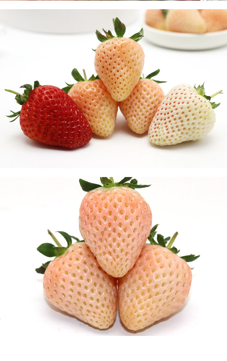 顺丰礼盒三色草莓白草莓高端4a果新鲜水果白雪公主雪兔橙色淡雪大甜现