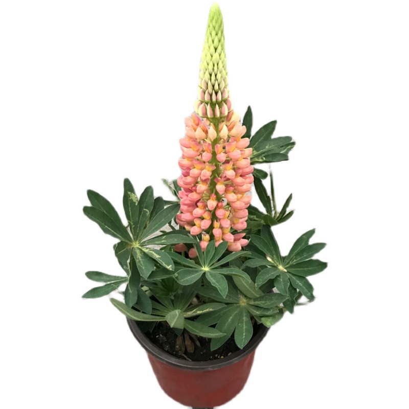 鲁冰花盆栽羽扇豆四季开花好养耐寒草本多年生庭院阳台花卉鲁冰花淡