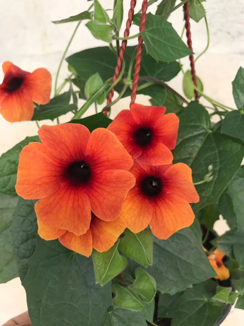 黑眼苏珊盆栽爬藤耐热阳台花卉庭院攀援四季开花植物多年生粉色带花可