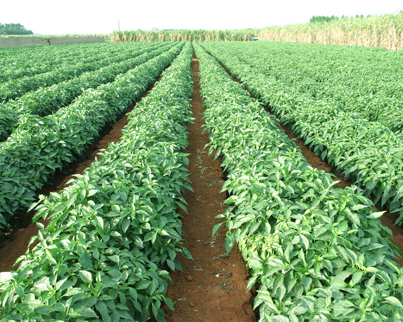 大禹杭椒种子辣椒苗盆栽冬季阳台盆栽蔬菜种籽杭椒7号微辣种子100粒