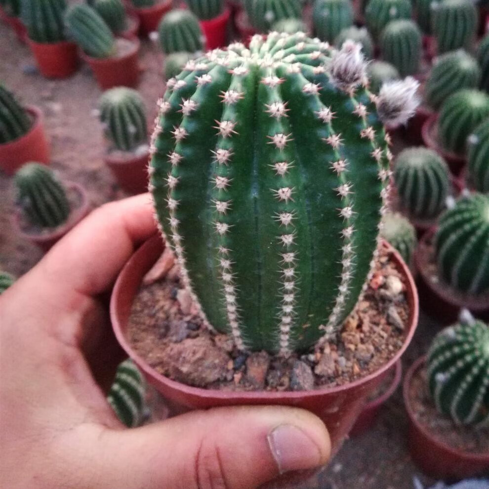 黑金刚开花仙人球 多肉植物开大花仙人球植物 开花仙人球盆栽花卉 粉