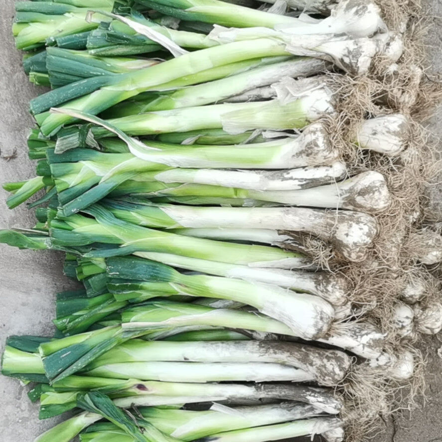 鸡腿葱新鲜大头葱农家自种鸡腿葱蔬菜冬储大葱带叶鸡腿葱5斤
