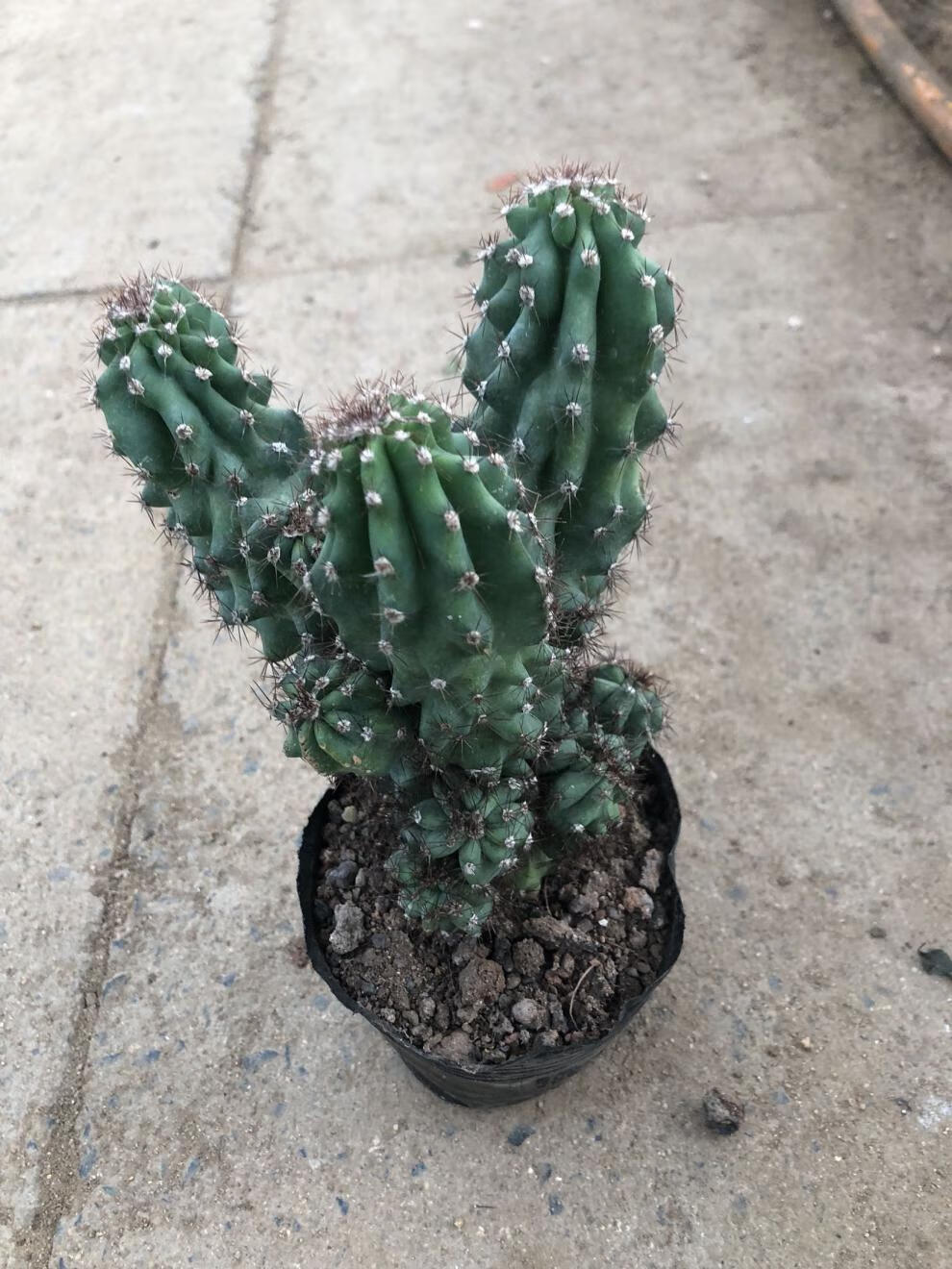 元井汇仙人山虎头罗汉山影拳 仙人掌类沙生多肉植物 虎头山影 盆栽