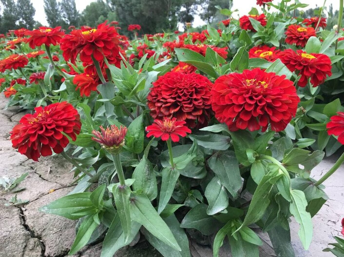 百日草花种矮杆各种花卉种孑四季百日草花籽种子室外开花白日草红色1