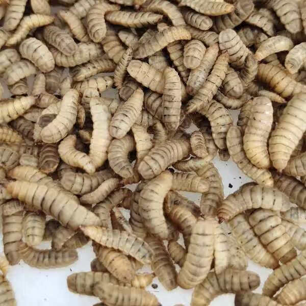 黑水虻活体幼虫野钓鱼饵黄颡鱼辣丁鳊鱼翘嘴鱼鸟龟虾高蛋白饲料 拍