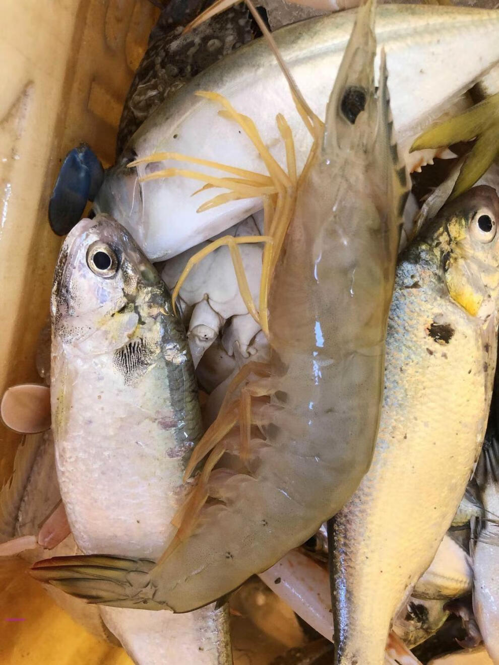 鲜美惊 湛江天然大明虾鲜活速冻新鲜对虾基围虾大海虾海鲜特产水产