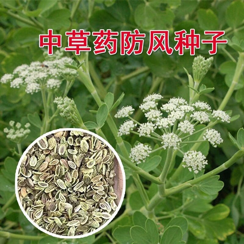 关防风种子防风种子中药材防风籽防风种苗基地包发芽 100粒 肥【试用