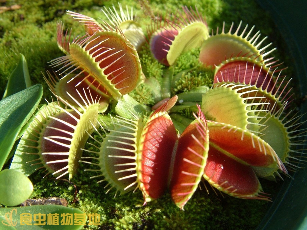 茅膏菜大嘴花盆食虫草驱蚊植物猪笼草苗奇趣捕虫植物室内客厅绿植盆栽