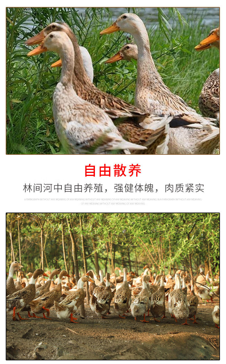 【顺丰】老鸭子土鸭麻鸭农家散养鸭子肉整只新鲜批发五年老鸭 3年老