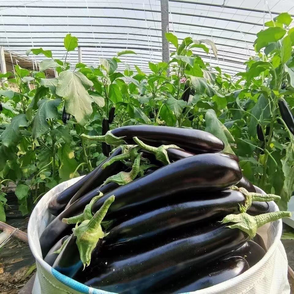 直发新鲜长茄子不会打狙茄子农家自种长线大茄子黑嫩现摘蔬菜圆茄