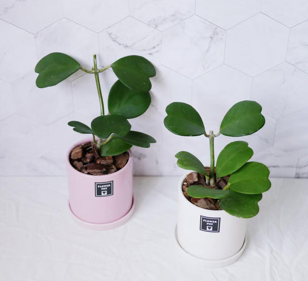 心叶球兰 爱心型叶片多肉植物 情人球兰爬藤盆栽垂吊植物球兰花苗 心