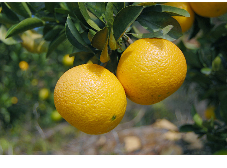 庆元甜桔柚庆元甜橘柚密胜建阳桔柚汁多香甜精选大果10斤礼盒装 20斤