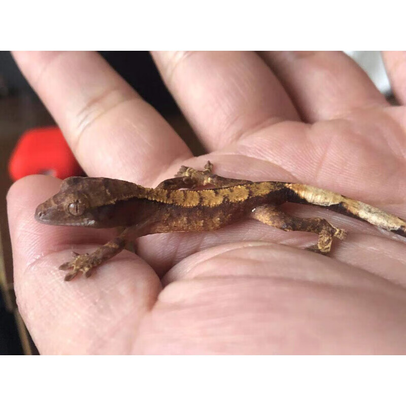 【店铺推荐】包活宠物属树栖睫角守宫活体盖勾亚守宫巨人爬宠 直播间