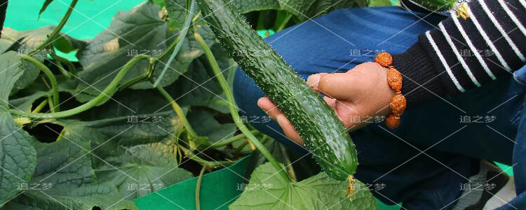 津优1号黄瓜种子 绿芯全雌水果蔬菜种籽孑高产抗病油亮春季秋季播 津