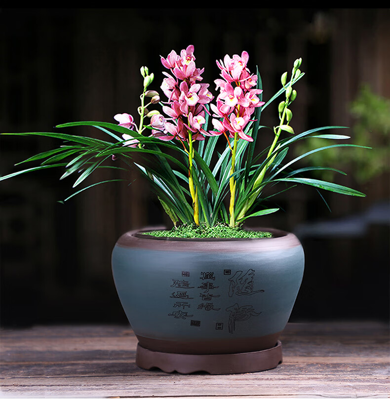 boussac紫砂兰花盆大口径君子兰盆陶瓷直筒高吊蝴蝶兰草盆带托盘绿