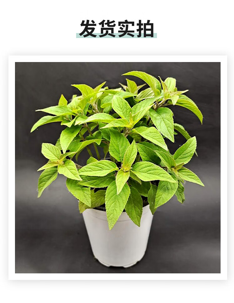 食用鼠尾草 芳香鼠尾草 意大利 巴格旦 水果凤梨 水果鼠尾草(盆径12cm