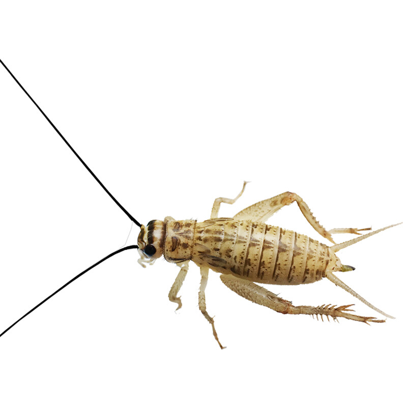 【京东推荐】蟋蟀活物针头白蛐蛐活体饲料活食活虫包活爬宠活口粮开