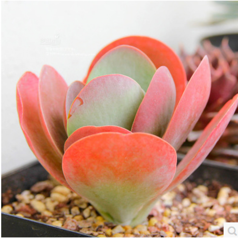 左漫源宽叶 窄叶 棒叶不死鸟 不死鸟锦 蕾丝公主多肉植物园艺盆栽