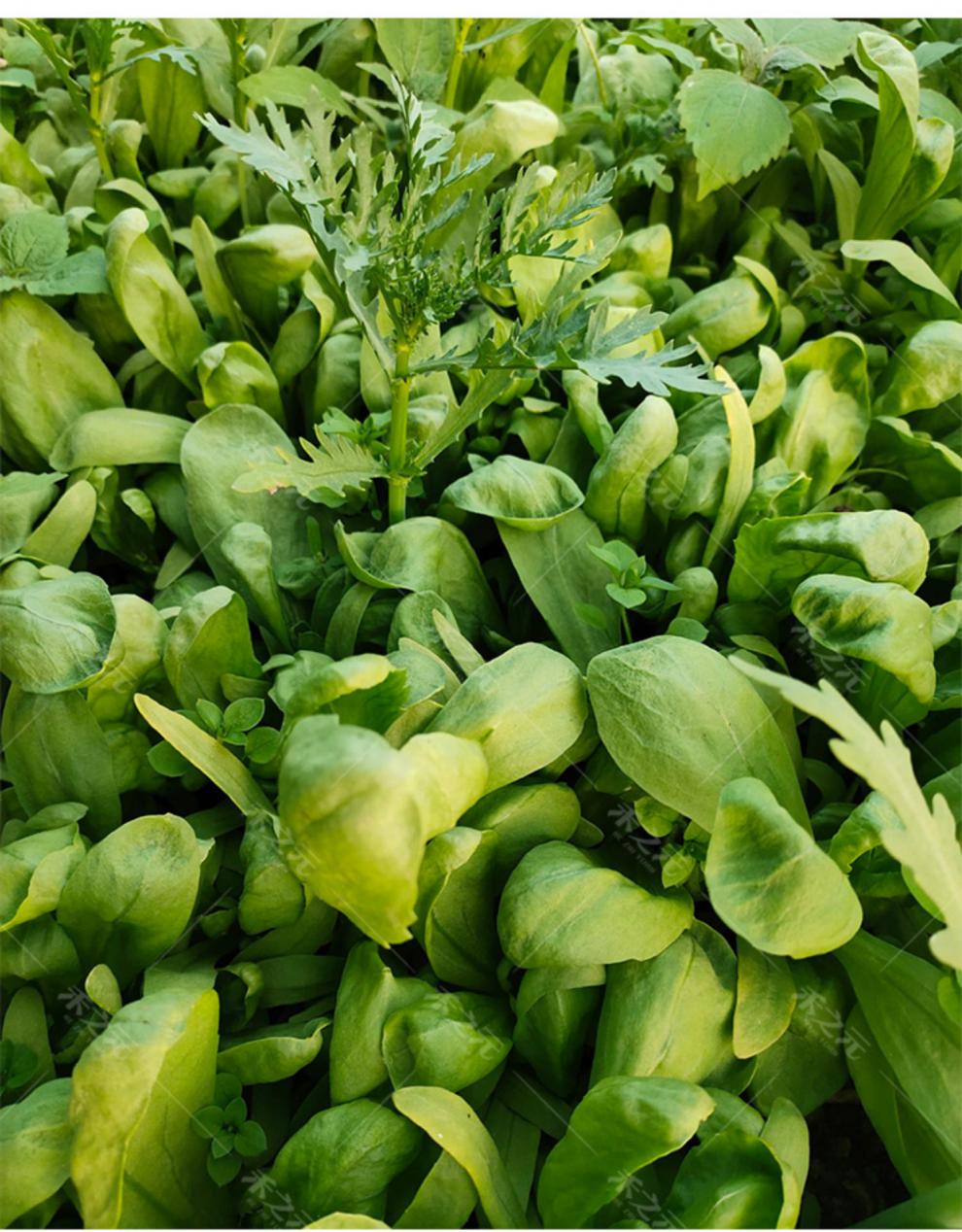 花姬小叶茼蒿种子大全农家茼蒿种籽菜籽四季皇帝菜种苗青菜蔬菜种孑