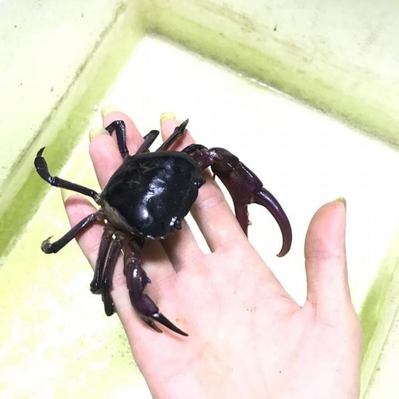 【店铺推荐】原生态紫罗兰活体观赏蟹束腰蟹紫蟹宠物蟹溪蟹淡水蟹宠物