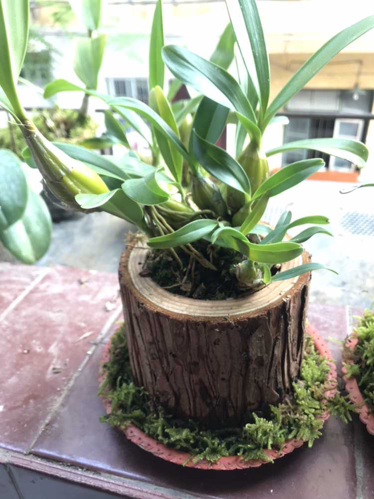 浩胜原木头花盆多肉花盆老桩花器创意花盆石斛花盆专用盆栽室木桩花盆