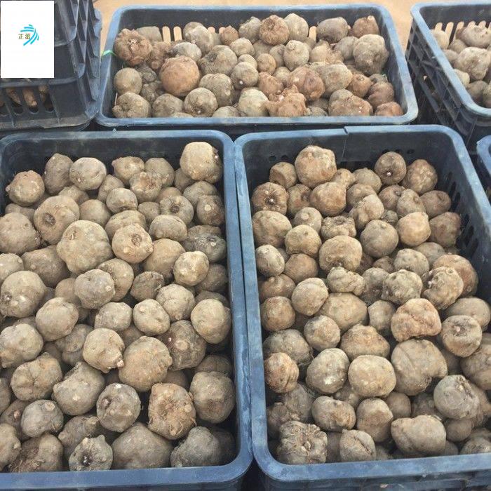 白魔芋种籽高产一代种子正宗高成活四季种植苗脱水消毒花魔芋种子 黄