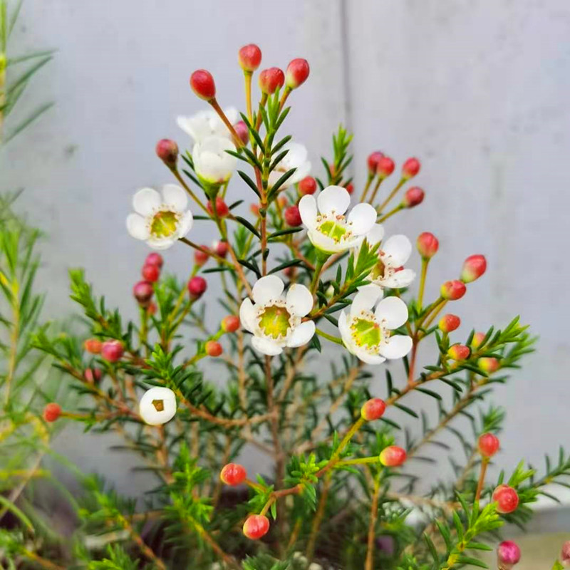 澳洲腊梅盆栽澳梅阳台多年生观花植物风蜡花金彩梅花3颜色松红梅小盆