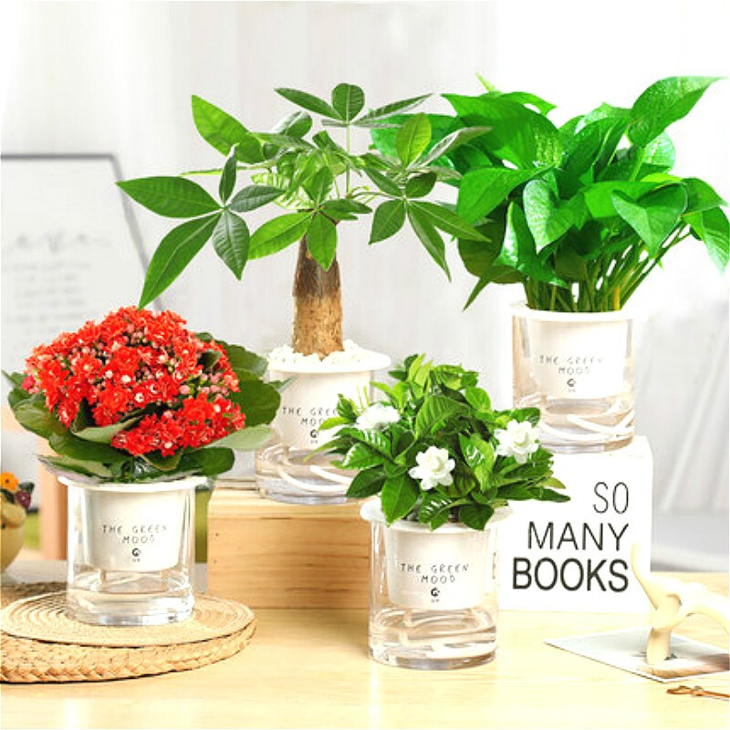 绿植盆栽花卉室内好养水养水培办公室桌面绿萝发财树长寿花文竹茉莉花