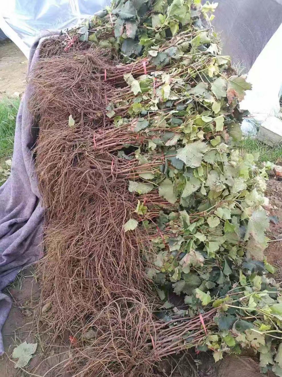 昊兰诺果树苗新品种玲珑指葡萄苗早熟葡萄树苗南方北方四季种植当年