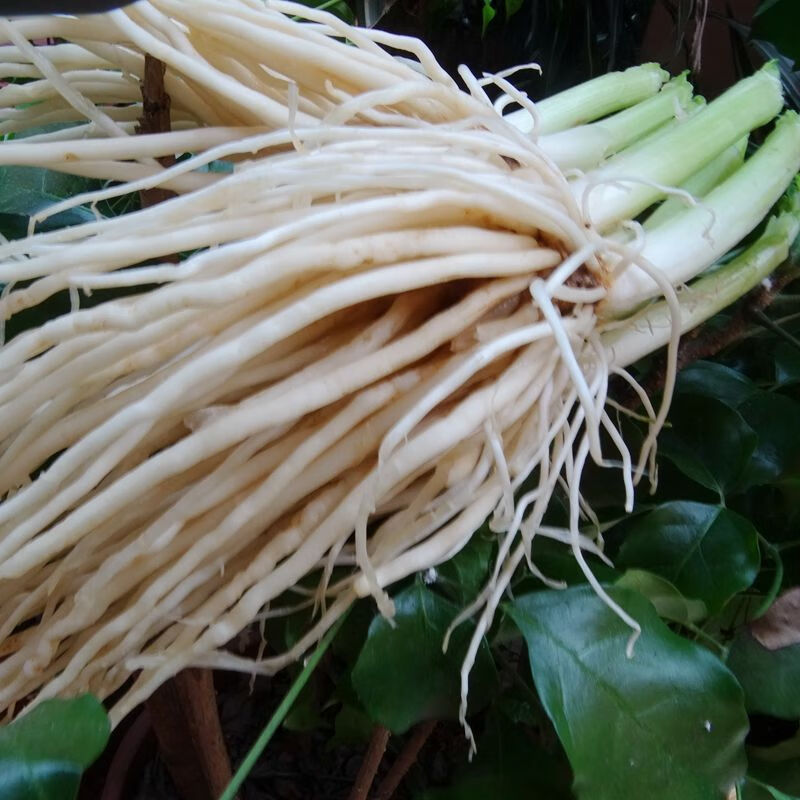 撇菜根 新鲜皮菜苤菜根 云南特产大叶韭菜 须子根 可种植腌制炖汤 2