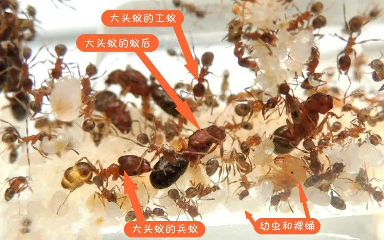纤雅洁伊大头多后制同巢繁殖容易饲养蚂蚁工坊新手养蚁套餐弓背蚁5后
