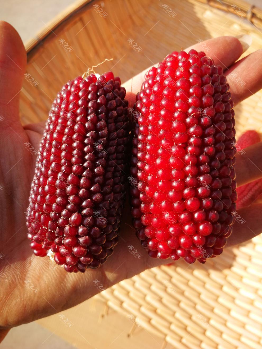 花姬草莓玉米种子大全甜玉米种孑四季黑糯白水果玉米种籽春季牛奶甜糯
