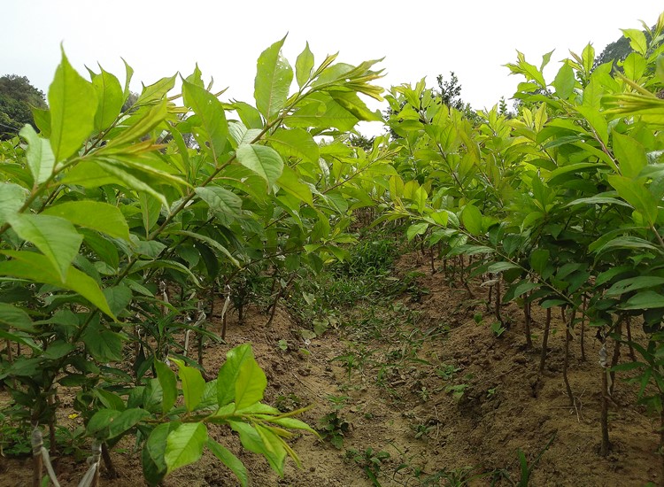 三华李苗米李嫁接果树苗南北方种植迟熟早熟珍珠李子钱排三华李树米李