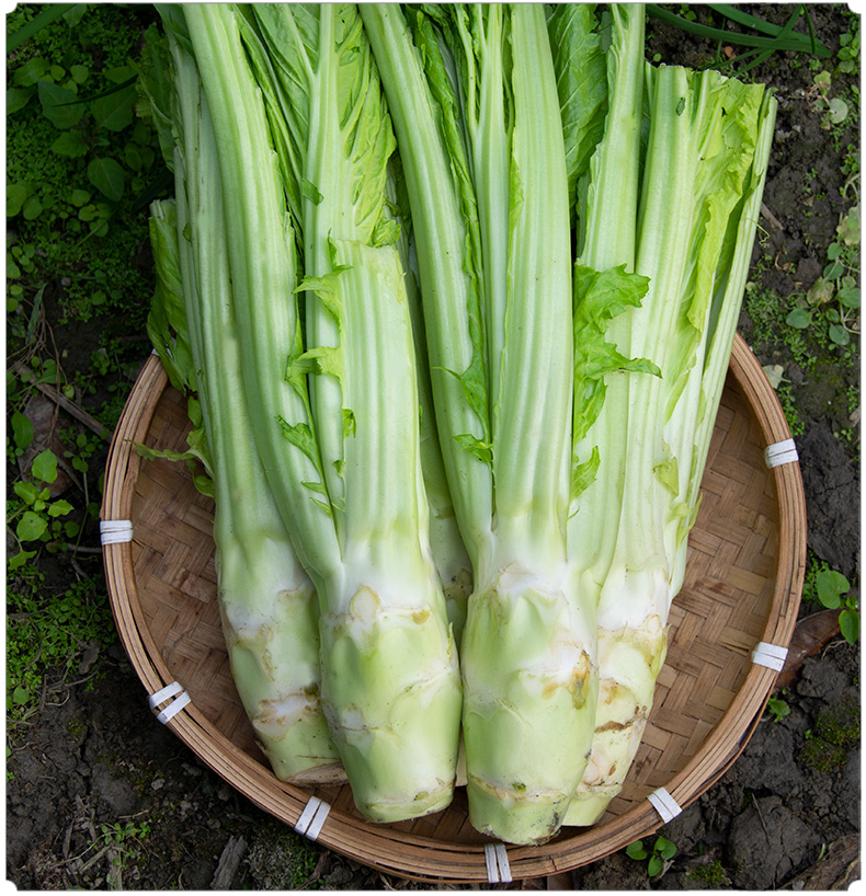 新鲜棒棒菜四川农家自种鲜棒大头菜青笋青菜头青芥菜蔬菜脑壳菜头