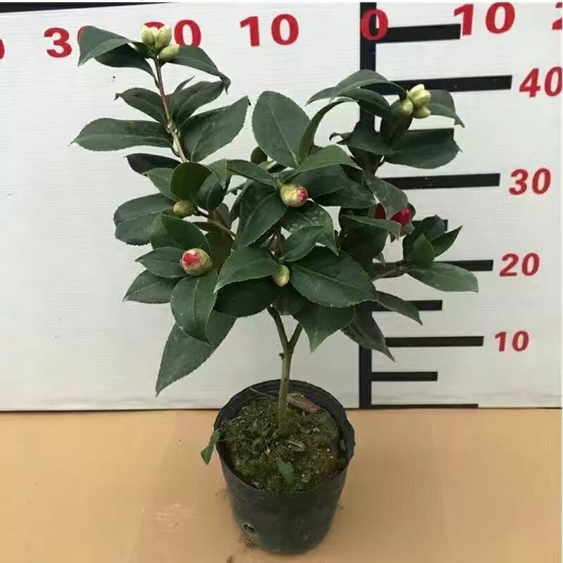 5，【現發】六角大紅赤丹茶花樹苗耐寒耐熱室內花卉盆栽四季綠植室外 大紅二年苗單枝條